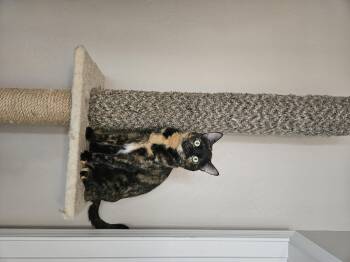 Rescue Domestic Short Hair Cats for Adoption in Phoenix, Arizona - Kerillian (and Sienna) | PetCurious