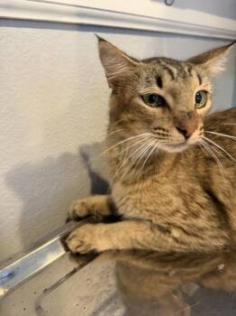 Siren -  Domestic Short Hair Cat for Adoption in Austin, Texas - Siren | PetCurious