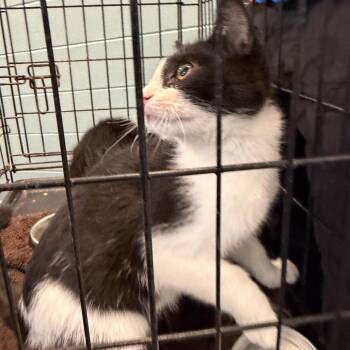 Fili -  American Shorthair Cat for Adoption in Greensboro, North Carolina - Fili | PetCurious