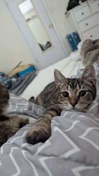 Rescue Domestic Short Hair and Tabby Cats for Adoption in Gaithersburg, Maryland - Lucy | PetCurious