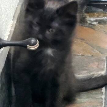 Domestic Short Hair Cats Available for Adoption in Layton, Utah - Steele | PetCurious