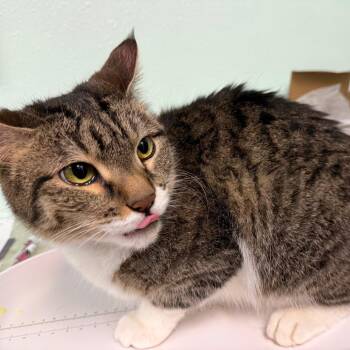 Domestic Short Hair Cats Available for Adoption in Idaho Falls, Idaho - Jade | PetCurious