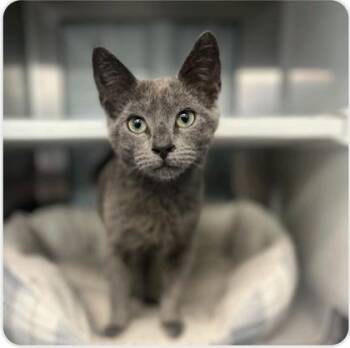 Domestic Short Hair Cats Available for Adoption - Kiki | PetCurious