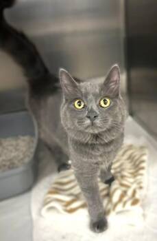 Caramel - 54260 -  Domestic Medium Hair Cat for Adoption in Columbia, Maryland - Caramel - 54260 | PetCurious