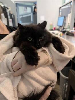 Domestic Long Hair Cats Available for Adoption in Montreal, Quebec - Douce | PetCurious