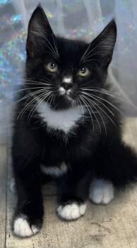 Felix -  Domestic Medium Hair and Domestic Short Hair Cat for Adoption in Shreveport, Louisiana - Felix | PetCurious