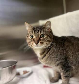 Domestic Short Hair Cats Available for Adoption - DomDom | PetCurious