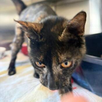 Domestic Short Hair Cats Available for Adoption in Sarasota, Florida - Sadie | PetCurious