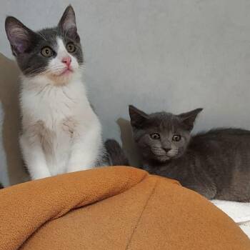 Bea -  Domestic Short Hair Cat for Adoption in Dayton, Ohio - Bea | PetCurious