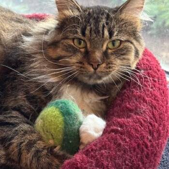 Domestic Long Hair and Maine Coon Cats Available for Adoption - Stumpy | PetCurious