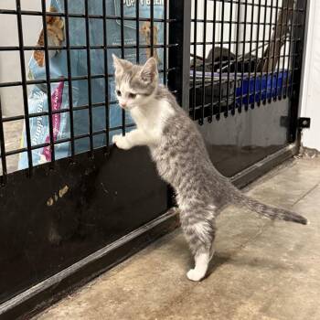 Carrie -  Domestic Short Hair Cat for Adoption in Hohenwald, Tennessee - Carrie | PetCurious