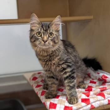Casanova -  Domestic Medium Hair Cat for Adoption in Spokane, Washington - Casanova | PetCurious