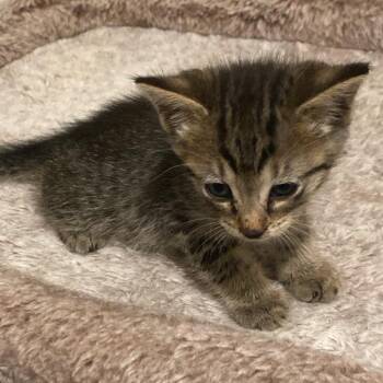 Galileo -  Domestic Short Hair Cat for Adoption in West Palm Beach, Florida - Galileo | PetCurious