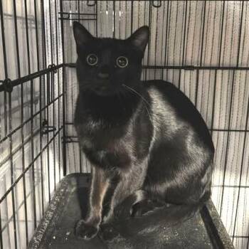 Domestic Short Hair Cats Available for Adoption - Toothless | PetCurious