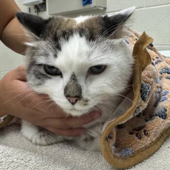 Mars -  Domestic Short Hair Cat for Adoption in Murray, Utah - Mars | PetCurious