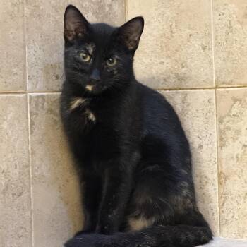 Wakanda -  Domestic Short Hair Cat for Adoption in Edinburg, Texas - Wakanda | PetCurious