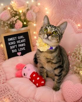 Jasmine -  Tabby Cat for Adoption in Tavares, Florida - Jasmine | PetCurious