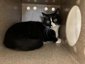 GIGI -  Domestic Short Hair Cat for Adoption in Kent, Washington - GIGI | PetCurious