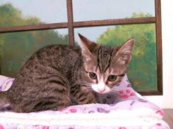 Domestic Short Hair Cats Available for Adoption - GISSELE | PetCurious