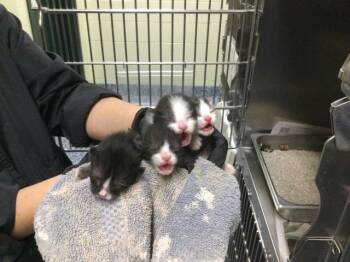 Domestic Short Hair Cats Available for Adoption in Thousand Palms, California - PEACHES | PetCurious