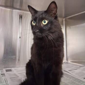 Crescent -  Domestic Short Hair Cat for Adoption in Pauls Valley, Oklahoma - Crescent | PetCurious