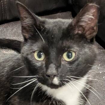 Bentley from Ballentine -  Domestic Short Hair Cat for Adoption in Bloomfield, New Jersey - Bentley From Ballentine | PetCurious
