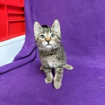 Clark -  Domestic Short Hair Cat for Adoption in Waterloo, Iowa - Clark | PetCurious