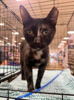 Victoria -  Domestic Short Hair Cat for Adoption in Warrenville, South Carolina - Victoria | PetCurious
