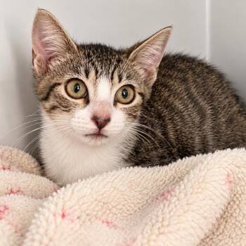 Taika Waititi -  Domestic Short Hair Cat for Adoption in Austin, Texas - Taika Waititi | PetCurious