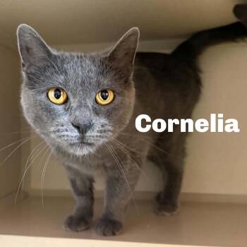 Cornelia 260733 -  Domestic Short Hair Cat for Adoption in Gladstone, Michigan - Cornelia 260733 | PetCurious