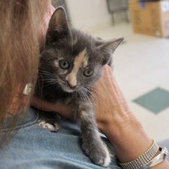 Harriet -  American Shorthair Cat for Adoption in Birmingham, Alabama - Harriet | PetCurious