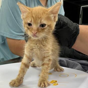 Broccoli -  Domestic Short Hair Cat for Adoption in Las Cruces, New Mexico - Broccoli | PetCurious