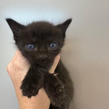 Oak -  Domestic Short Hair Cat for Adoption in Sand Springs, Oklahoma - Oak | PetCurious