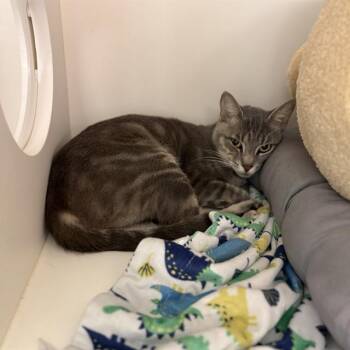 KIT -  Domestic Medium Hair Cat for Adoption in Sugar Land, Texas - KIT | PetCurious