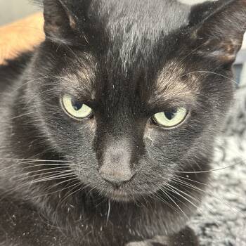 Rescue Domestic Short Hair Cats for Adoption in Leesburg, Florida - Bo | PetCurious