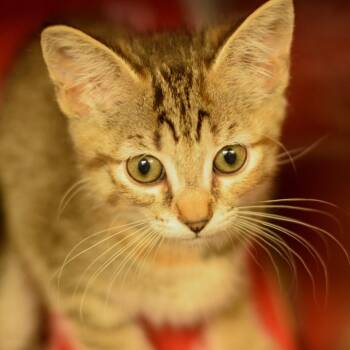 Domestic Short Hair Cats Available for Adoption in Belleville, Illinois - Toni (Pitty Pat)_5 | PetCurious