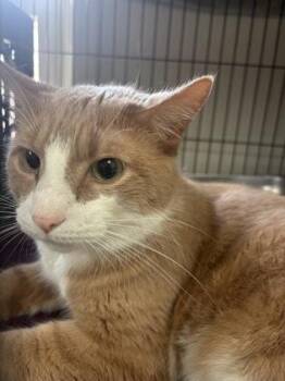 Domestic Short Hair Cats Available for Adoption in New Hope, Pennsylvania - Simba | PetCurious