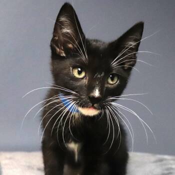 Gale -  Domestic Short Hair Cat for Adoption in Lakeland, Florida - Gale | PetCurious