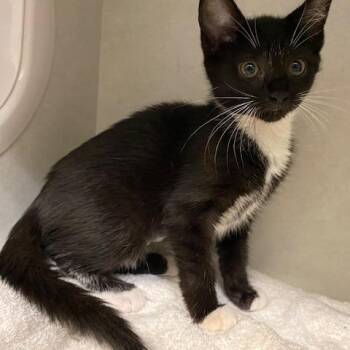 scarlet -  Domestic Short Hair Cat for Adoption in Dayton, Ohio - Scarlet | PetCurious