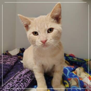Havarti -  Domestic Short Hair Cat for Adoption in Dearborn, Michigan - Havarti | PetCurious