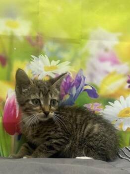 Dexter -  Domestic Short Hair Cat for Adoption in San Antonio, Texas - Dexter | PetCurious