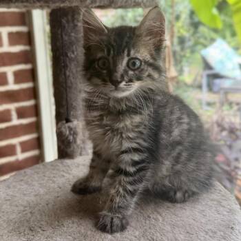 Chauncey -  Domestic Medium Hair Cat for Adoption in Starkville, Mississippi - Chauncey | PetCurious