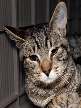 FLOUNDER #2 -  Domestic Short Hair Cat for Adoption in Boston, Massachusetts - FLOUNDER #2 | PetCurious
