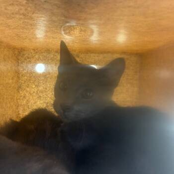 Fog 20 -  Domestic Short Hair Cat for Adoption in Philadelphia, Pennsylvania - Fog 20 | PetCurious