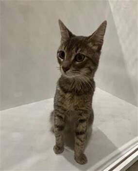 Domestic Short Hair Cats Available for Adoption - ASH | PetCurious