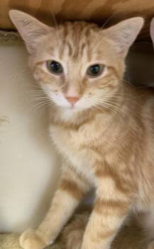 Domestic Medium Hair Cats Available for Adoption in Milwaukee, Wisconsin - Willow26 | PetCurious