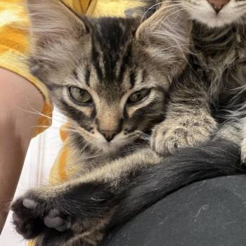 Smokey -  Domestic Long Hair Cat for Adoption in Grantsville, Utah - Smokey | PetCurious