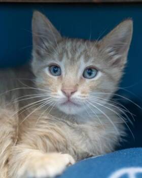 Grim -  Domestic Short Hair Cat for Adoption in Pequot Lakes, Minnesota - Grim | PetCurious