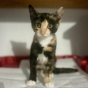 Sherkhan -  Domestic Short Hair Cat for Adoption in Long Beach, California - Sherkhan | PetCurious