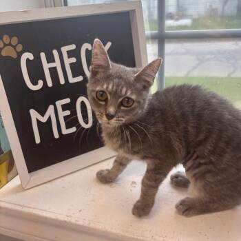 Rosalinda -  Domestic Medium Hair Cat for Adoption in Springtown, Texas - Rosalinda | PetCurious
